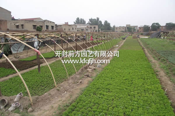 開封前方園藝——五色草種苗廠家直銷